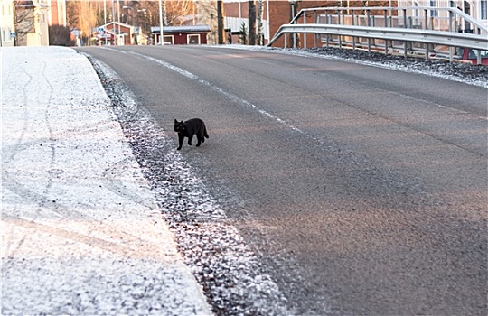 黑猫,道路,冬天