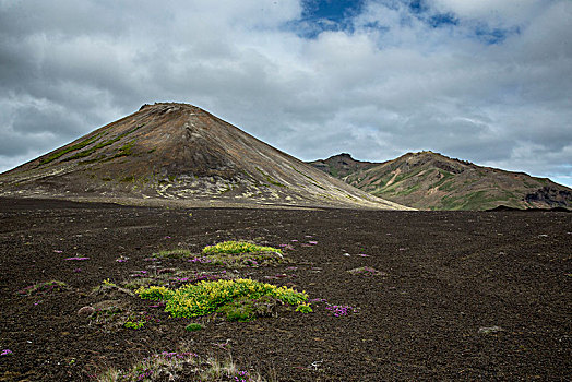冰岛,斯奈山半岛,火山地貌,花,火山岩,荒芜