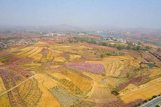 山东蒙阴乡村桃花