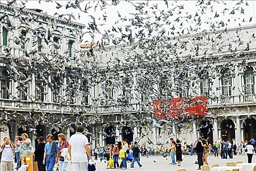 鸽子,飞,正面,建筑,威尼斯,意大利