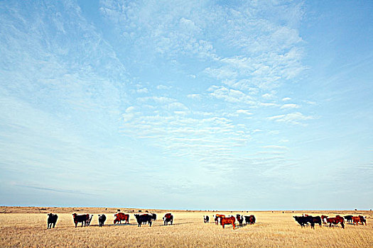 牛,加拿大,草原,南方,艾伯塔省