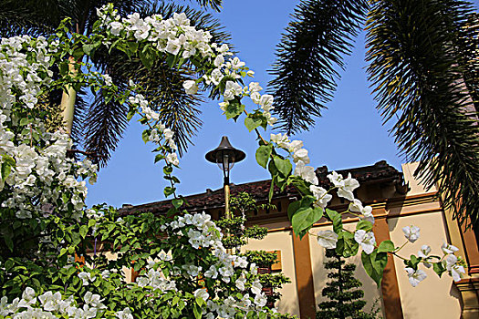 庭院,植物,花