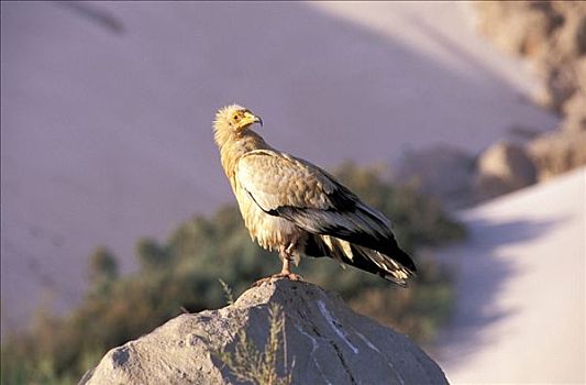 也门,索科特拉岛,秃鹰,埃及秃鹫