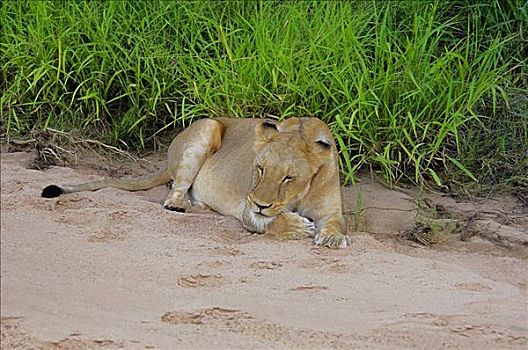 雌狮,狮子,睡觉,干枯河床,禁猎区,南非