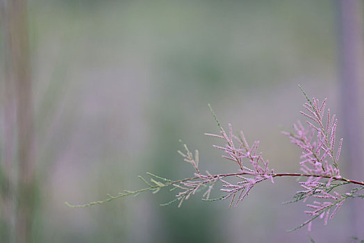 植物