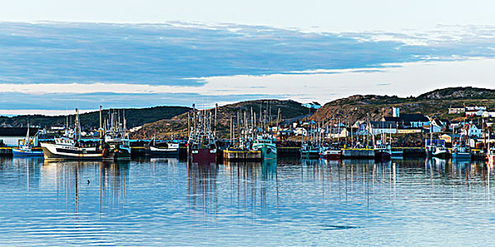 船,港口,渔村,海岸,特威林盖特,纽芬兰,拉布拉多犬,加拿大