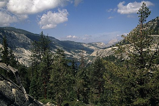 树,山,优胜美地国家公园,加利福尼亚,美国