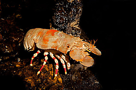 小龙虾,南非