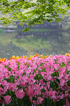 杭州西湖畔的春色