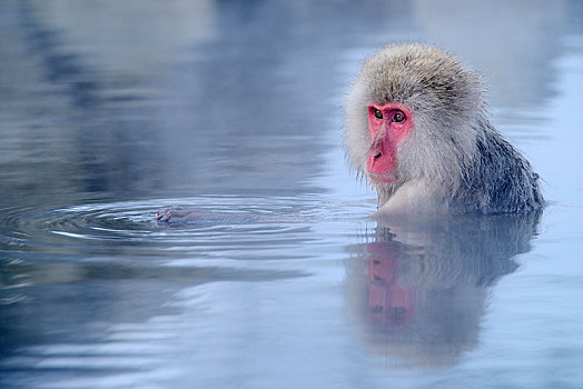 日本猕猴,雪猴,沐浴,温泉,反射,长野,日本,亚洲