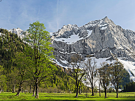 山脉,奥地利,枫树,英国,春天,著名,山谷