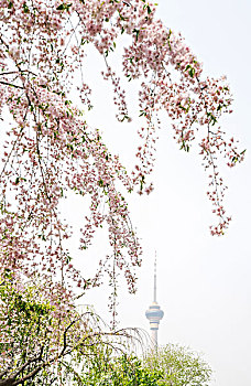 北京玉渊潭公园樱花节樱花属垂枝樱粉色春游赏花园林花卉