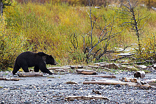 大灰熊,秋天,黄石国家公园