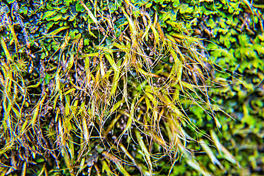 苔藓植被微距生态绿植泥炭藓