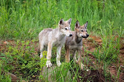 灰狼,狼,两个,小动物,草地,看,松树,明尼苏达,美国,北美