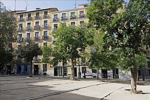 房子,树,中世纪,广场,马德里,西班牙,欧洲