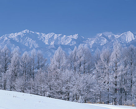 霜,树,山脉