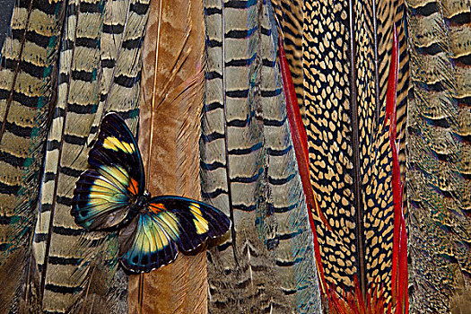 蝴蝶,尾部,羽毛,品种