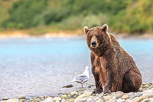 大灰熊,棕熊,河,休憩之所,阿拉斯加,半岛,美国
