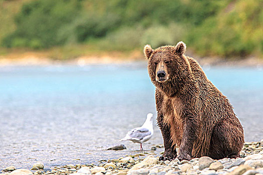 陸地動物圖片_陸地動物圖片大全_陸地動物圖片下載