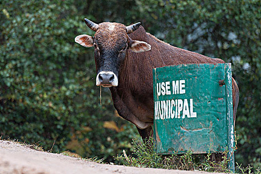 母牛,靠近,牛,寺院,不丹,山谷,地区