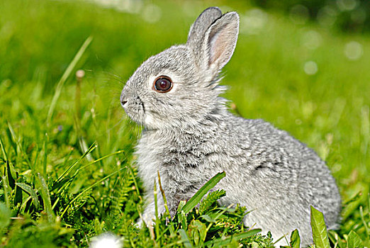年轻,矮小,兔子,老,坐,草坪