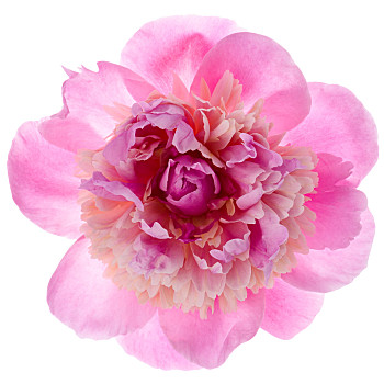 一朵粉色牡丹花图片图片