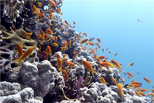 珊瑚礁,珊瑚,异域风情,鱼,蓝色背景,水,背景