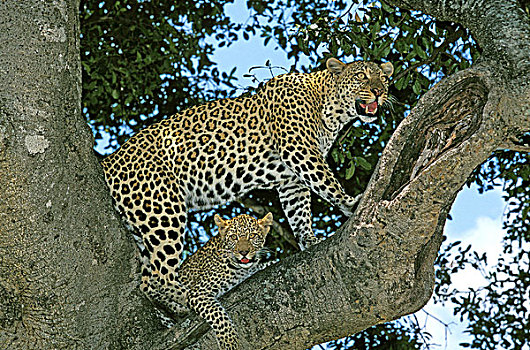 豹,大型猫科动物,幼兽,站立,树,马萨伊,公园,肯尼亚