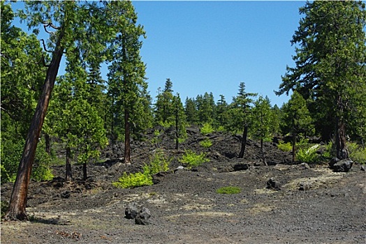 树,火山,地面,喀斯喀特山脉,德斯舒茨国家森林,俄勒冈