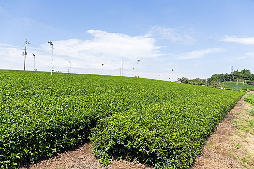 绿色,清新,茶,农场