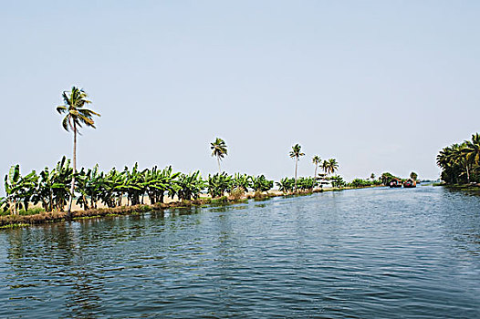 树,泻湖,地区,喀拉拉,印度