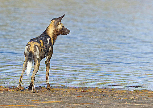 非洲野狗,非洲野犬属,站立,岸边,湖,塞伦盖蒂,坦桑尼亚,非洲
