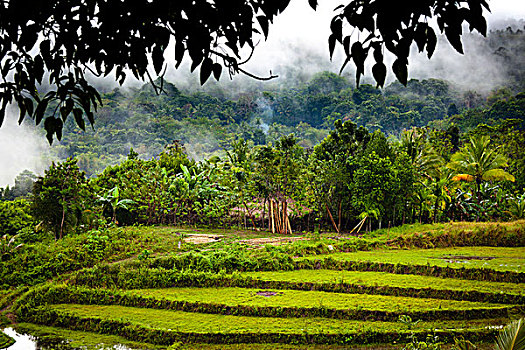 稻米梯田,印度尼西亚