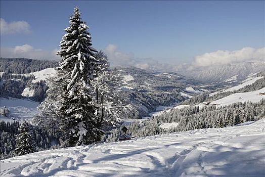 下坡,滑雪轨迹,大雪,风景,树林