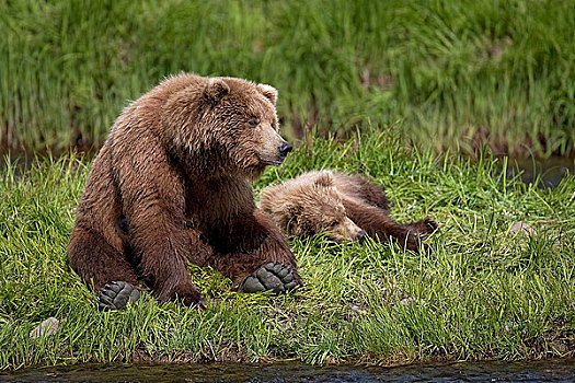 棕熊,母熊,坐,靠近,孩子,幼兽,边缘,溪流,河,保护区,休憩之所,西南方,阿拉斯加,夏天