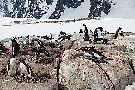 巴布亚企鹅,生物群,岛屿,南极