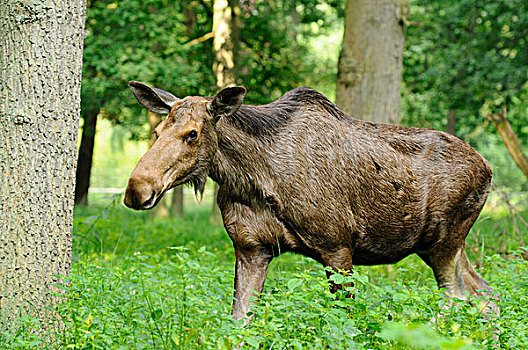 母牛,麋鹿,野生园,黑森州,德国,欧洲