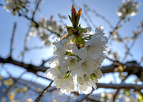 法国,比利牛斯,阿韦龙省,樱桃树,春天