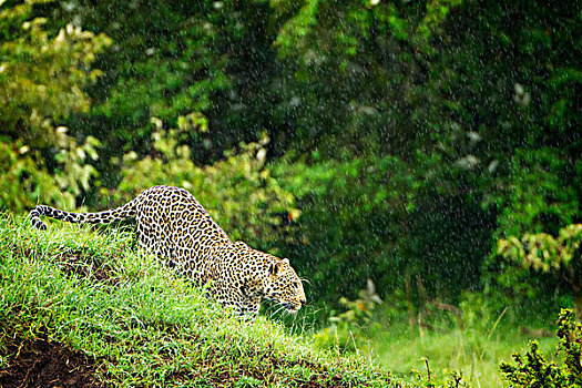 豹,重,降雨,塞伦盖蒂,肯尼亚