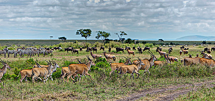 牧群,大羚羊,羚羊,斑马,马,蓝角马,角马,马赛马拉国家保护区,肯尼亚,东非,非洲