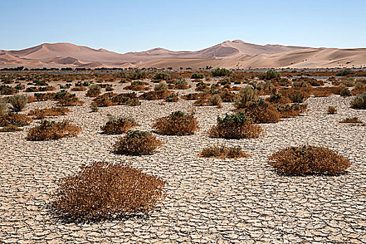 沙丘,隐藏,盐,粘土,纳米布沙漠,纳米比沙漠,公园,纳米比亚,非洲