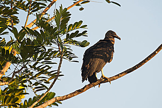 黑美洲鹫,栖息,树枝,省,哥斯达黎加,北美