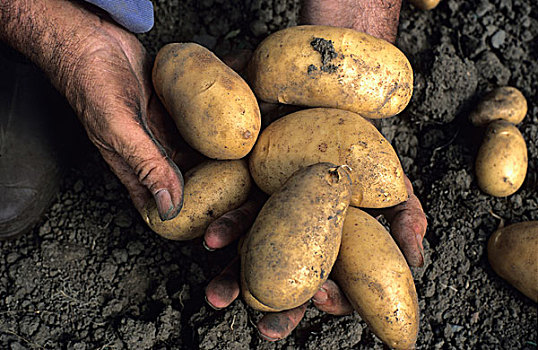 脏,园丁,拿着,土豆