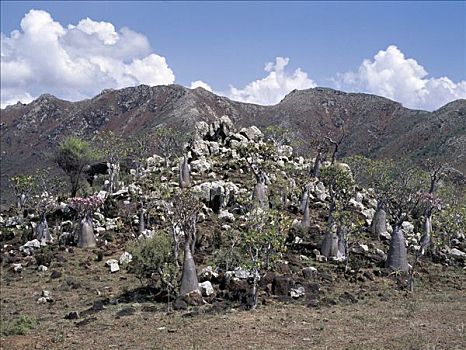 大量,生长,岩石,山峦,阿拉伯,非洲