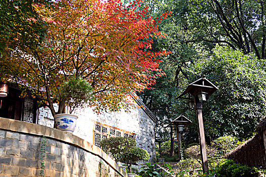 红叶,枫叶,黄叶