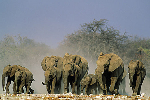 非洲象,牧群,急促,水坑,埃托沙国家公园,纳米比亚,非洲
