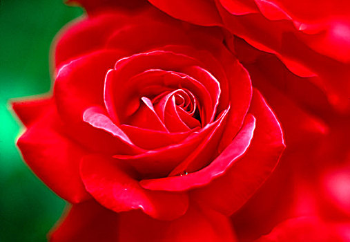 特写,红玫瑰,花