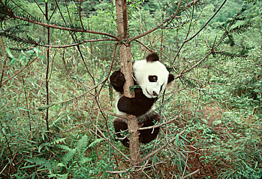熊猫,幼兽,攀登,树,卧龙,四川,中国
