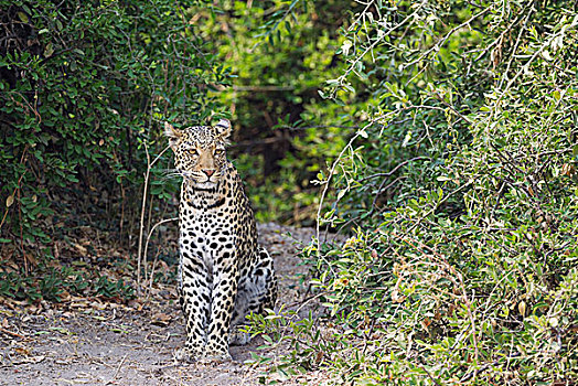 豹,雄性,乔贝国家公园,博茨瓦纳,非洲